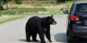 Casco díj kalkulátor: spórolj időt és pénzt is!